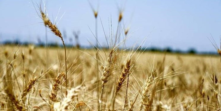 خودکفایی عراق در تولید گندم در سومین سال پیاپی