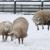برف‌ بازی گوسفندها (عکس)