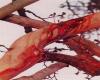 جاری شدن خون از درخت در روز عاشورا (فیلم)