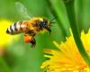 ویدیو بی نظیر از زنبور عسل 