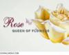 مستند گل رز – Rose: Queen of Flowers 2010 +دانلود