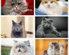 گران‌ترین نژادهای گربه در جهان +تصاویر