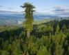 (تصاویر) تغییر رکورد بلندترین درخت دنیا 