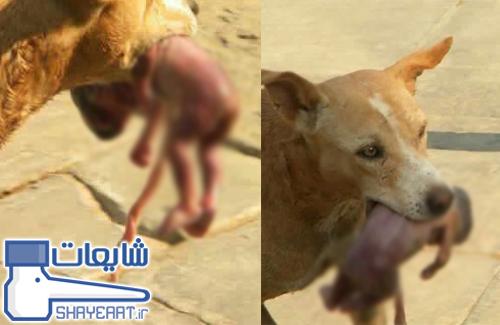 نجات نوزاد سرراهی توسط سگ (عکس)