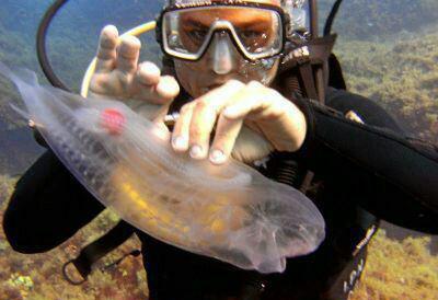 ماهی شفافی که قلبش معلوم است (تصاویر)