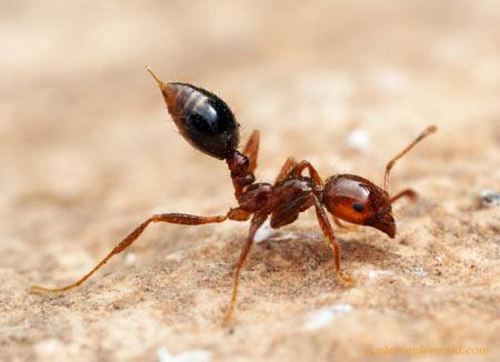 ژست عصبانی یک مورچه (عکس)