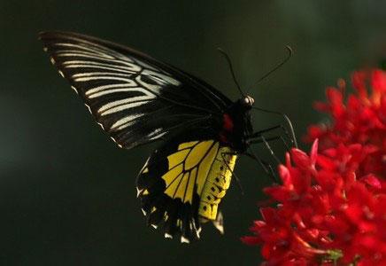 پروانه‌های زیبا (تصاویر)