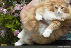 چاق ترين گربه جهان كه مورد رژيم غذايي قرار گرفت+عكس
