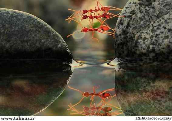  مورچه هایی که روی آب پل می سازند + تصاویر