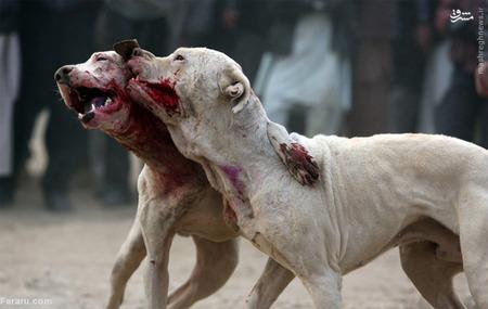 تفریح سگی در افغانستان (تصاویر)