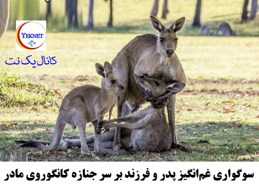 تصاویر و مطالب جالب برای شبکه های اجتماعی