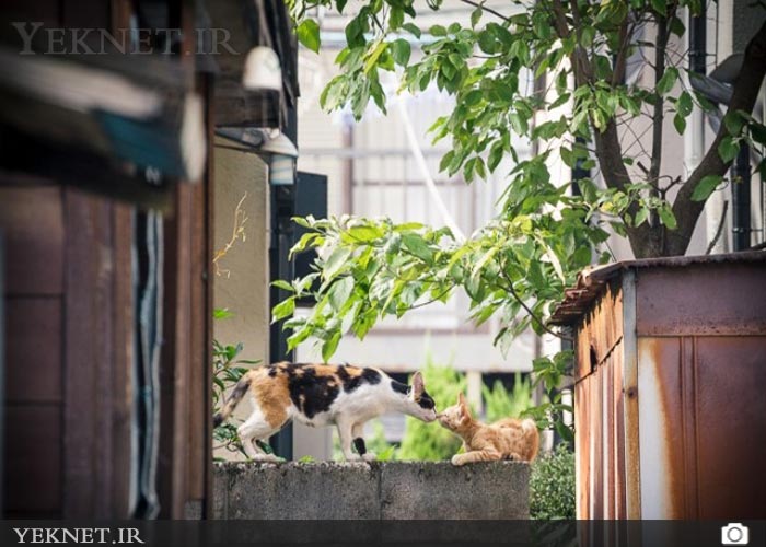 (تصاویر) گربه هاي خاص خيابان هاي توكيو