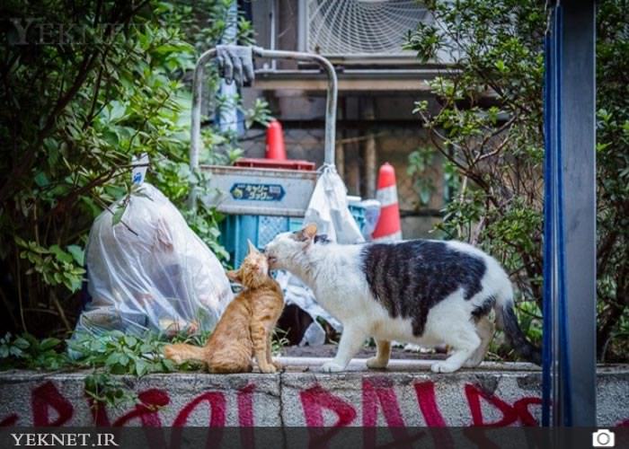 (تصاویر) گربه هاي خاص خيابان هاي توكيو