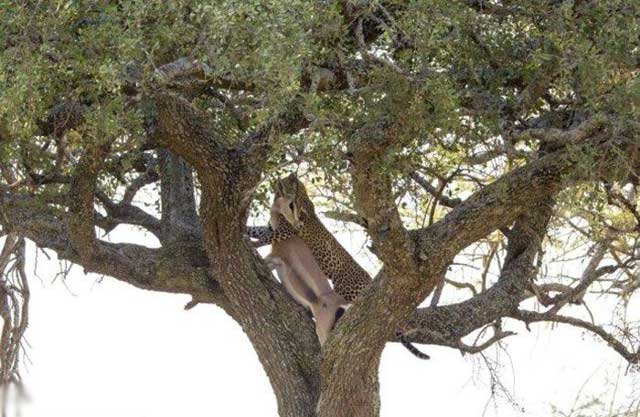 عكس هايي ديدني از پلنگي كه غزال را به بالاي درخت مي برد