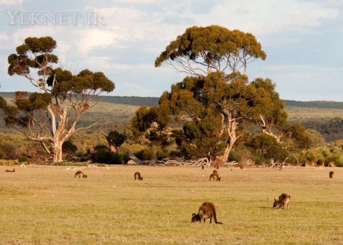 عكس هايي از طبيعت استراليا - عكس جنگل
