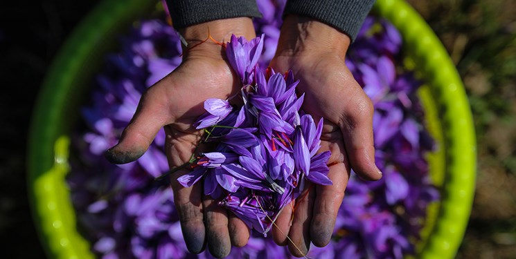 بزرگترین مزرعه زعفران کشور در استان سمنان احداث میشود.
