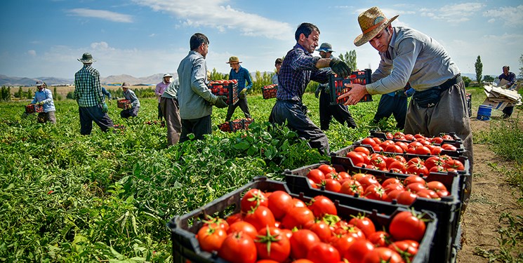 واردات گوجه فرنگی و پیاز پاکستان از ایران