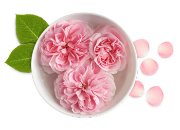 خواص بی نظیر گلاب