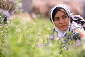 فیلم شیار ۱۴۳ 
