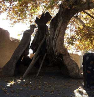 کهنسالترین جاندار کره زمین (عکس)
