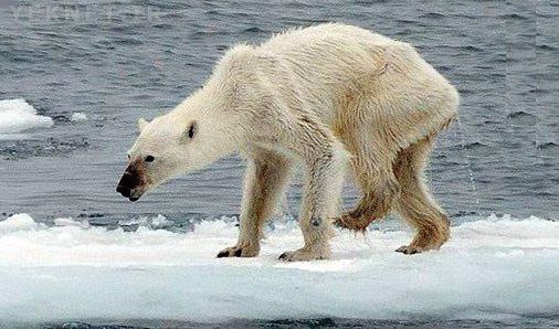 (عکس) تکان‌دهنده ترین تصویر از یک خرس قطبی