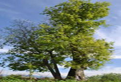 نحوه پوشش مادران در مقابل فرزندان7 ساله