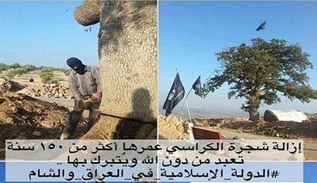 اعدام درخت به دست وهابیون + عکس