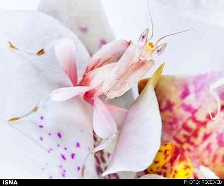 حشره بسیار زیبا و جذاب+ تصاویر