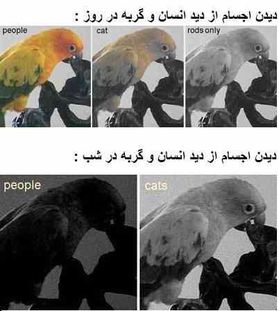 گربهها اجسام را چگونه میبينند؟ +عکس