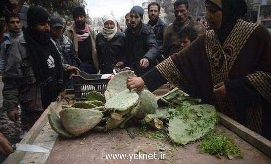 خوردن کاکتوس در سوریه +عکس