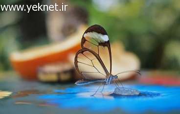 زیباترین موجود دنیا +تصاویر