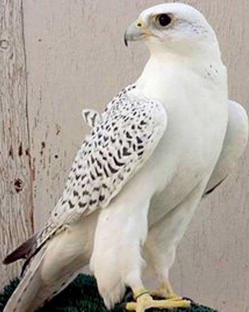 عكس/ پرنده میلیاردی از قفس پرید