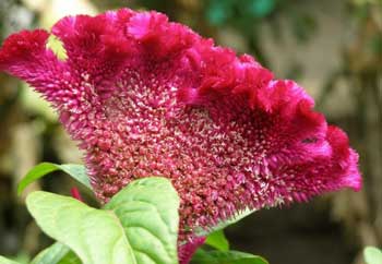 فواید گیاه تاج خروس