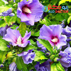 با این گیاه تب کودک را سریعتر کاهش دهید