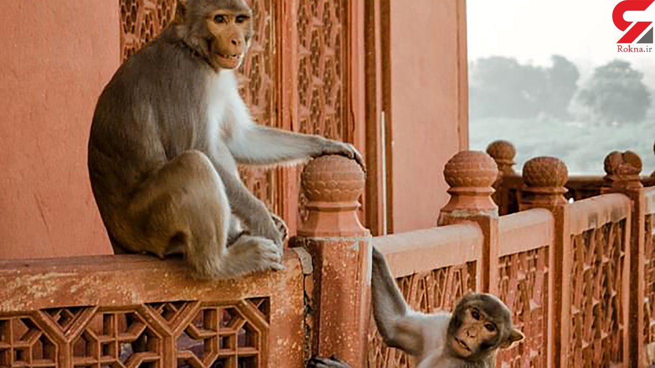مرگ وحشتناک 2 مرد پس از حمله میمون ها +عکس / هند