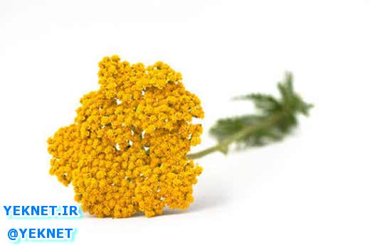 گیاهان دارویی برای درمان ورم معده