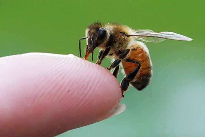 آیا نیش زنبور درمان کرونا است