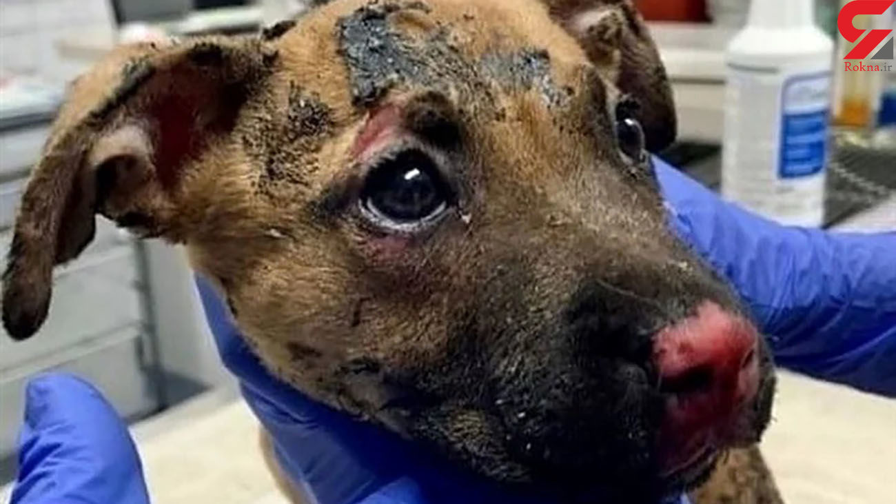 پسر جوان برای جذب فالوور سگ را زنده زنده سوزاند +عکس 