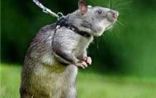 پلیس هلند دست به دامان موشها شد