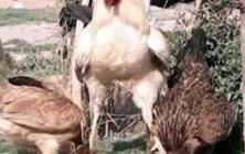 خروسي كه همزمان دو مرغ را زير پاهايش له كرد + عكس