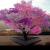 درخت 40 میوه به شکوفه نشست (تصاویر)