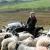 زندگی زن چوپان با 1000 گوسفند /تصاوير