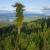 (تصاویر) تغییر رکورد بلندترین درخت دنیا 