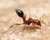 ژست عصبانی یک مورچه (عکس)