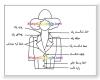 7 اصطلاحي که در رسم یقه به کار برده میشود 