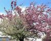 درخت گیلاس بسیار جالب در بریتانیا!+عکس