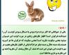 آیا خوردن گوشت خرگوش حرام است؟