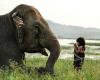 فیل و دختر ویتنامی