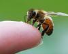 آیا نیش زنبور درمان کرونا است