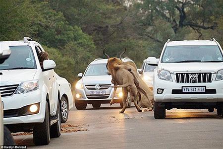 صحنه نادر شکار شیرها وسط جاده (عکس)